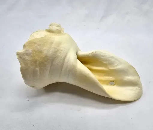 RD7102 Real Dog Snacks Jaučio ausys baltos 5vnt. paveikslėlis