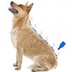 B135844 Beaphar IMMO SHIELD LINE-ON DOG "L-30-50kg" 3*4.5ml (pak6) paveikslėlis